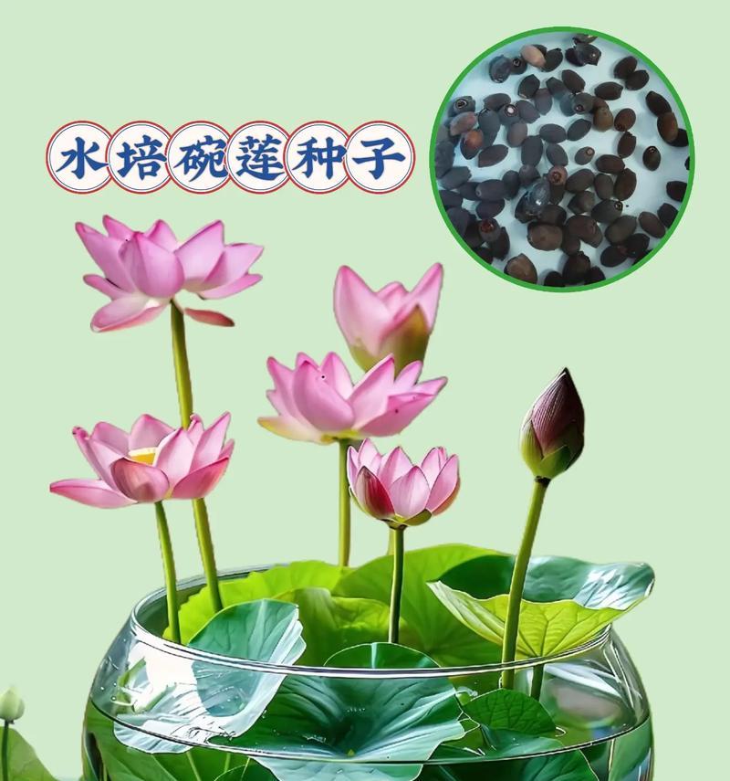 碗莲怎么养？碗莲的养殖方法和注意事项是什么？