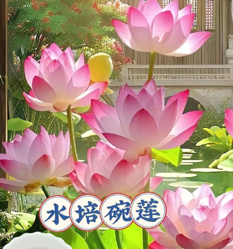 碗莲怎么养？碗莲的养殖方法和注意事项是什么？