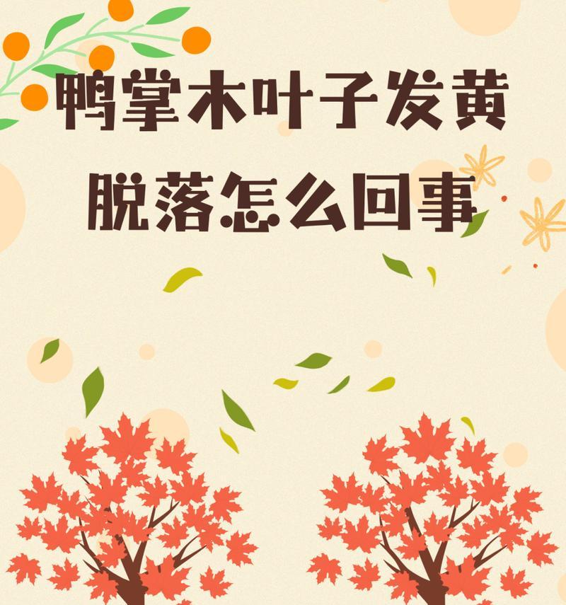 鹅掌柴叶子发黄的原因及解决办法？