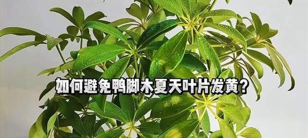 鹅掌柴叶子发黄的原因及解决办法？