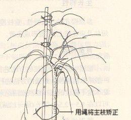 梅花修剪技巧有哪些？如何正确剪枝梅花？