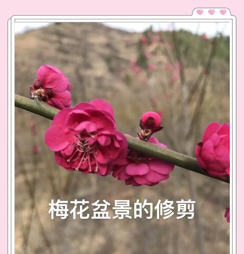 梅花修剪技巧有哪些？如何正确剪枝梅花？