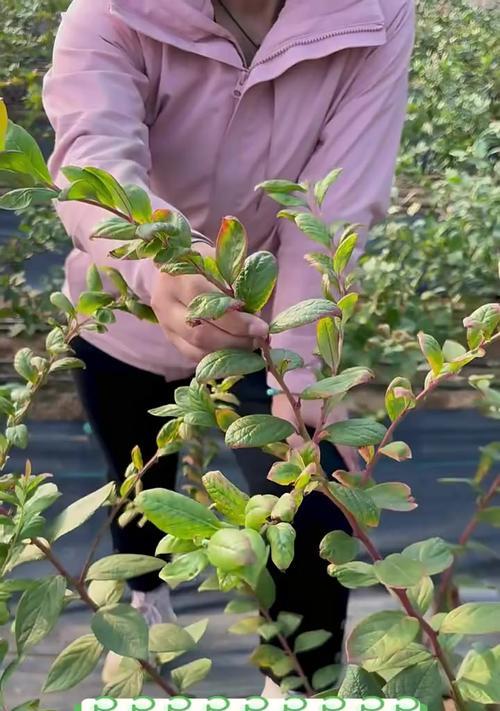 树木移栽的最佳时机是什么时候？移栽步骤是怎样的？