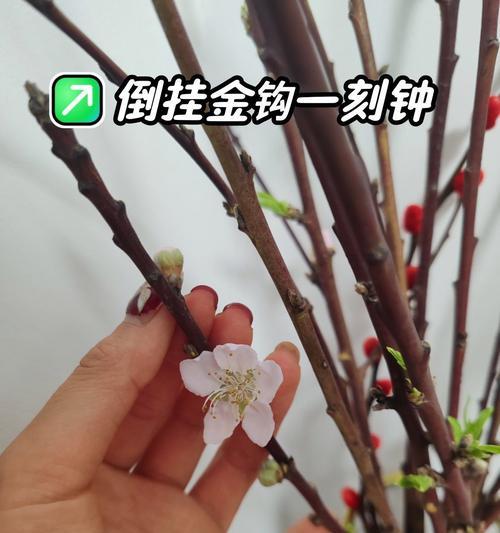 倒挂金钩花的养殖技巧有哪些？如何保持其健康生长？