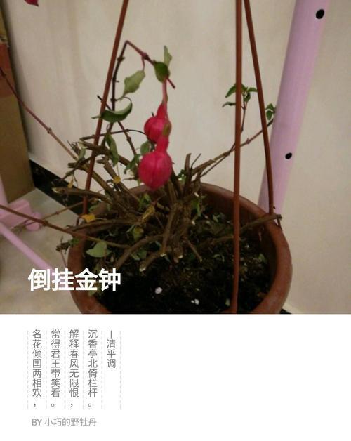 倒挂金钩花的养殖技巧有哪些？如何保持其健康生长？