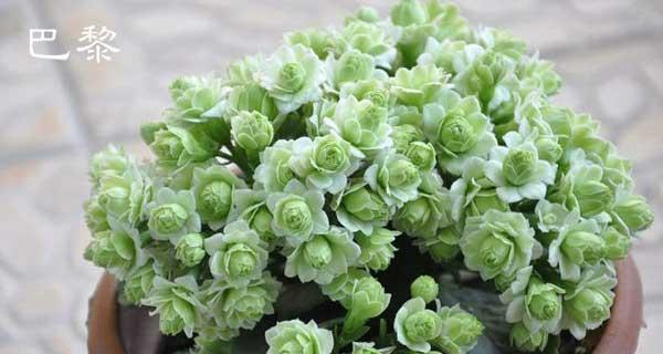 长寿花属于哪个科？长寿花的科属特性是什么？