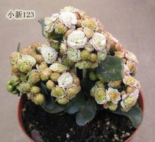 长寿花属于哪个科？长寿花的科属特性是什么？