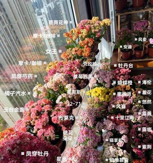 长寿花属于哪个科？长寿花的科属特性是什么？
