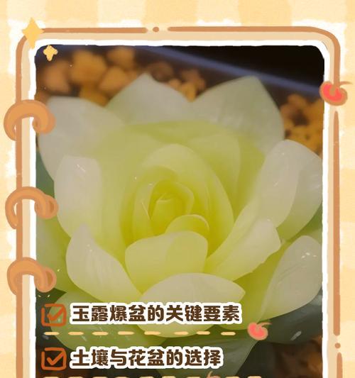 玉露浇水技巧是什么？玉露浇水过程中需要注意什么？
