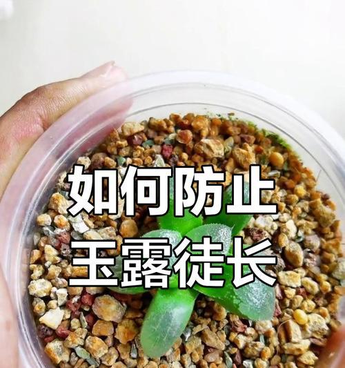 玉露浇水技巧是什么？玉露浇水过程中需要注意什么？