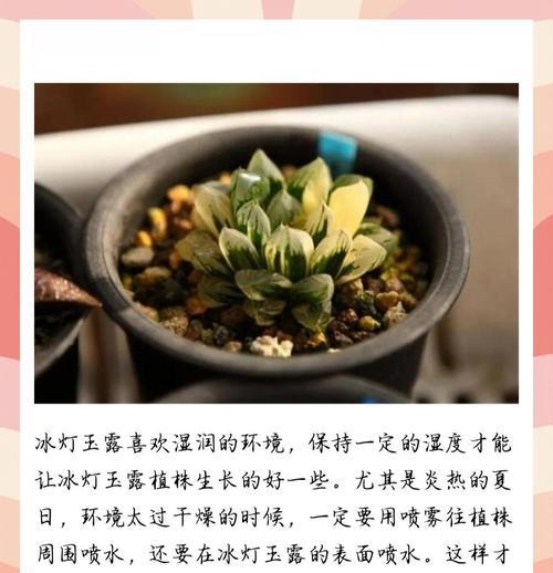 玉露浇水技巧是什么？玉露浇水过程中需要注意什么？