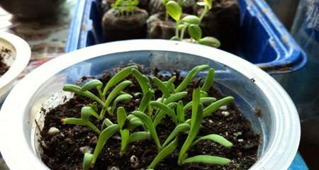 勿忘我种植技巧是什么？怎样才能种出美丽的勿忘我？