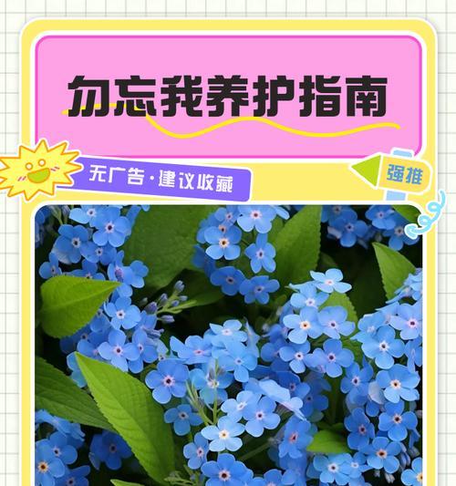 勿忘我种植技巧是什么？怎样才能种出美丽的勿忘我？