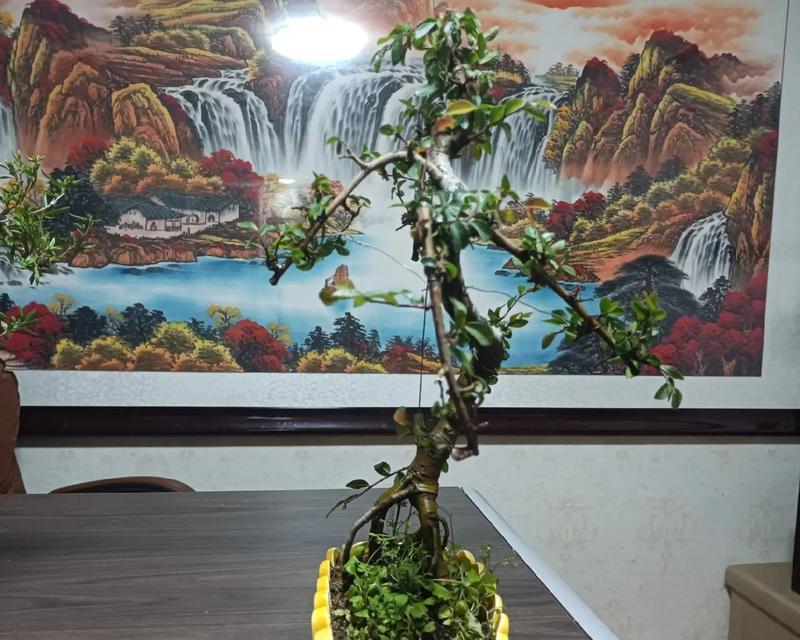 榔榆树盆景的正确养护技巧有哪些？