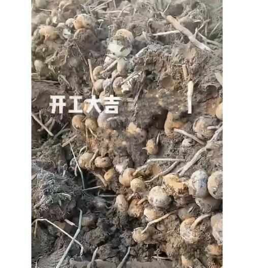 垂吊马蹄金种子怎么种？马蹄金种子的种植步骤和注意事项是什么？