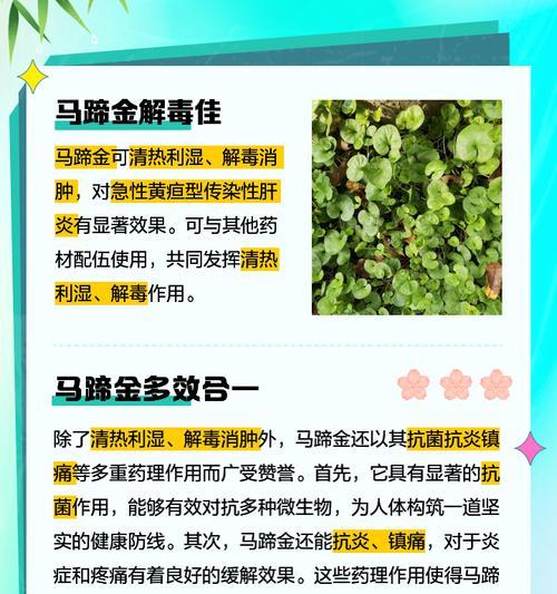 垂吊马蹄金种子怎么种？马蹄金种子的种植步骤和注意事项是什么？
