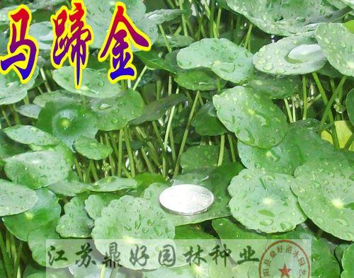 垂吊马蹄金种子怎么种？马蹄金种子的种植步骤和注意事项是什么？