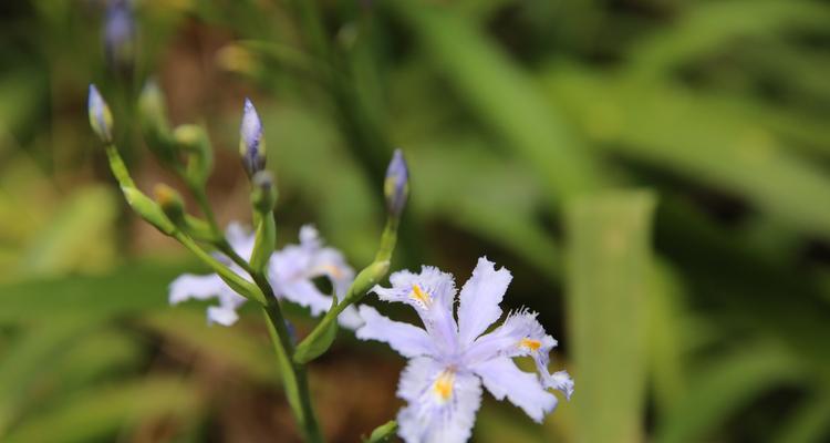 蝴蝶花的生长习性是什么？