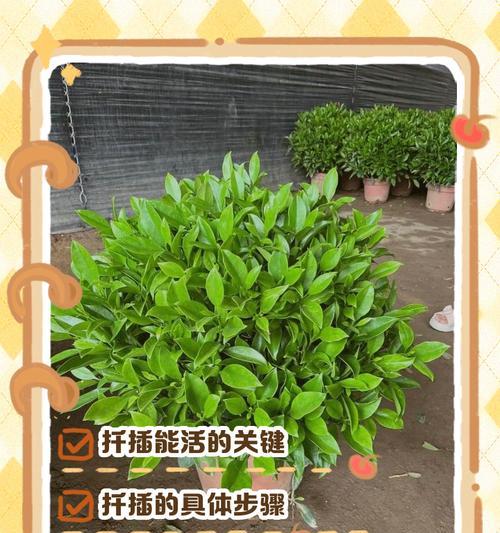 非洲茉莉烂枝怎么办？如何处理和预防？