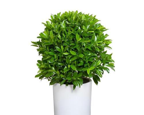 非洲茉莉烂枝怎么办？如何处理和预防？