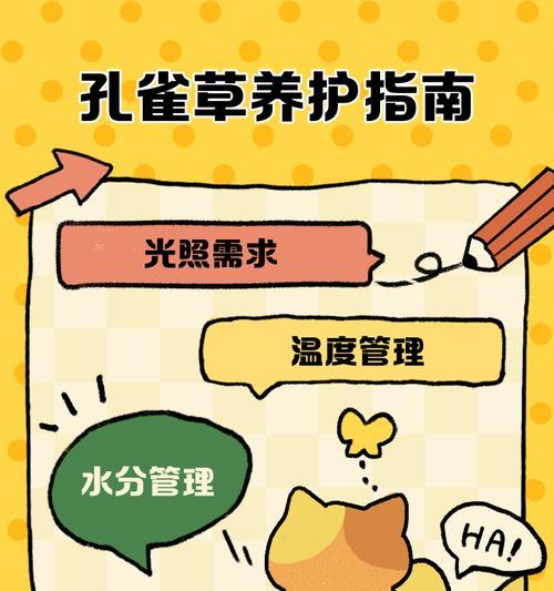 孔雀兰花的养护方法和常见问题是什么？