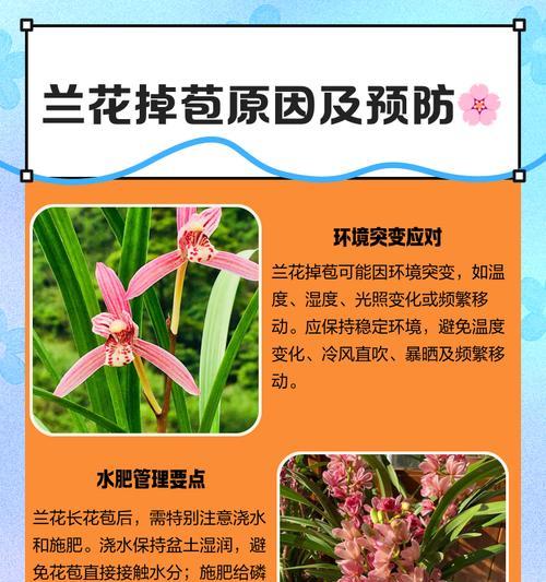 孔雀兰花的养护方法和常见问题是什么？