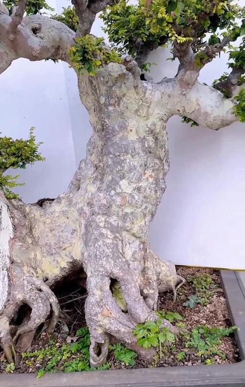 盆景榆树品种有哪些？如何选择适合的盆景榆树？