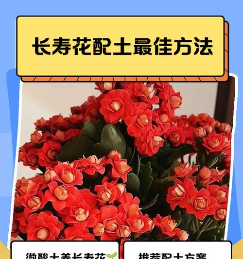 长寿花如何养护？怎样才能让它花开不断？