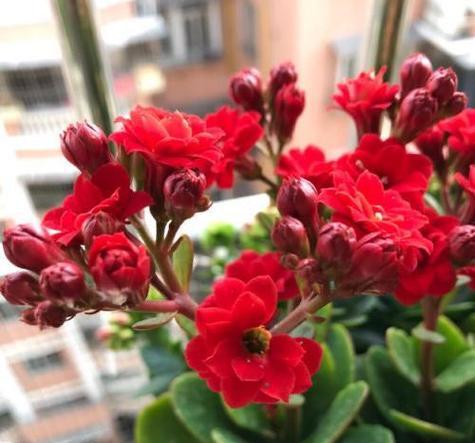 长寿花如何养护？怎样才能让它花开不断？