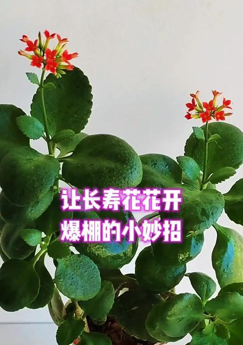 长寿花如何养护？怎样才能让它花开不断？