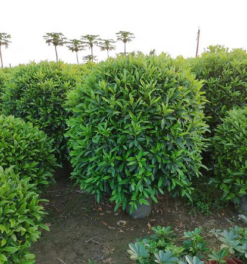 非洲茉莉的种植技巧和管理要点？