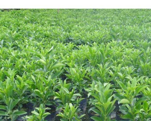 非洲茉莉的种植技巧和管理要点？