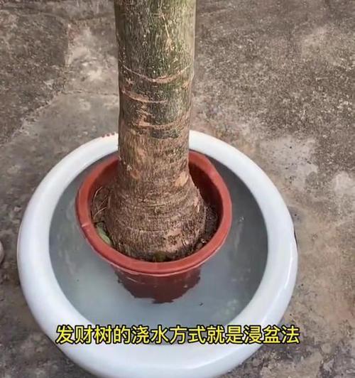 发财树的正确浇水方法？如何判断发财树是否缺水？