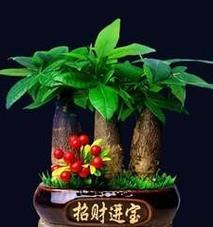 发财树的正确浇水方法？如何判断发财树是否缺水？