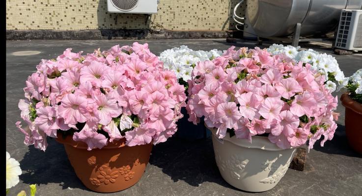 夏季适合种植哪些草花品种？如何管理？
