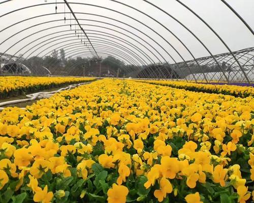 夏季适合种植哪些草花品种？如何管理？