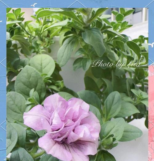 夏季适合种植哪些草花品种？如何管理？