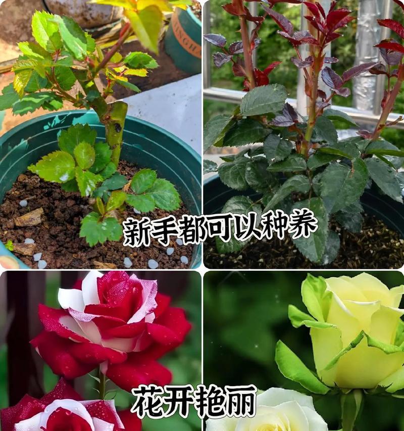 玫瑰花盆栽应该是什么样子？如何选择合适的玫瑰花盆栽？
