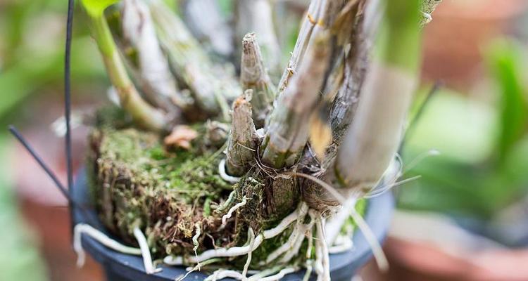植物烂根的处理方法和预防措施是什么？