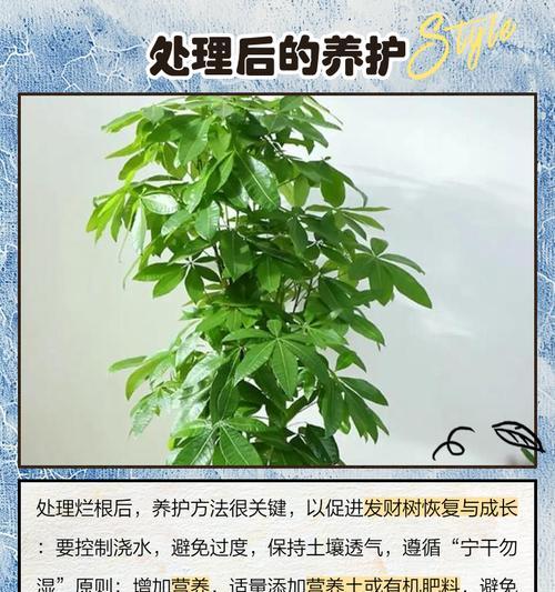植物烂根的处理方法和预防措施是什么？