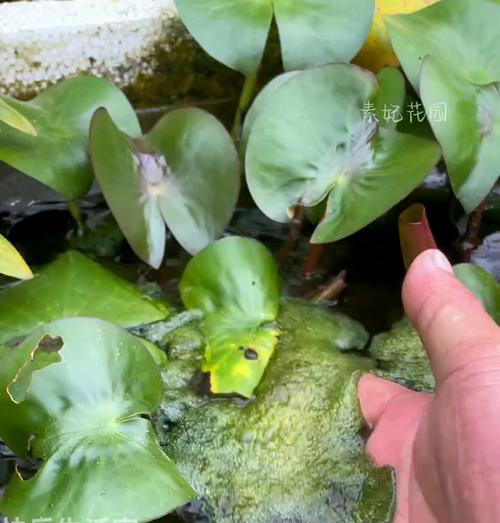 植物烂根的处理方法和预防措施是什么？