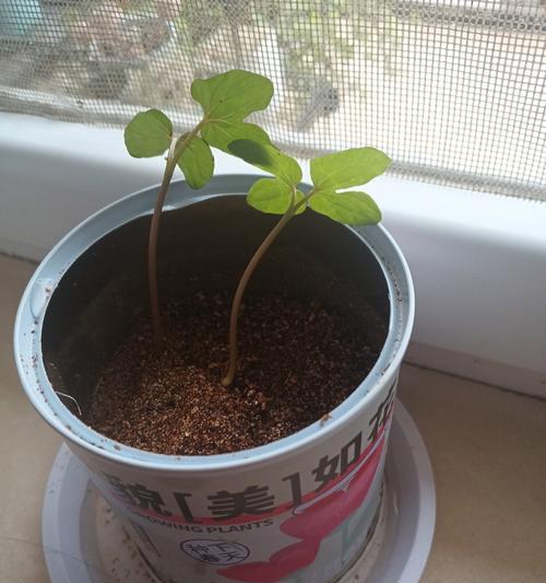 虞美人种植方法和注意事项是什么？