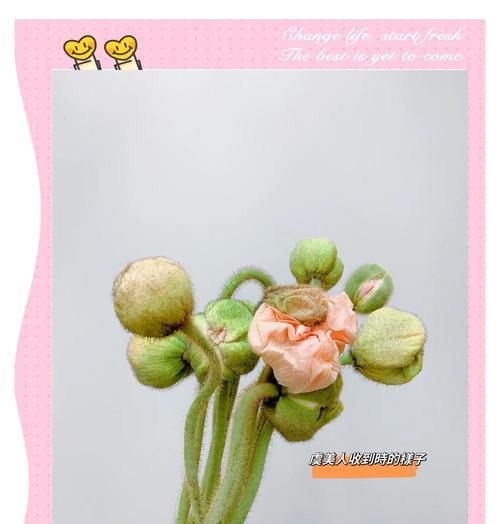 虞美人种植方法和注意事项是什么？