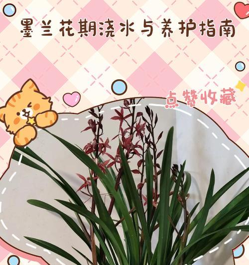 墨兰冬季养护的正确方法是什么？