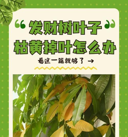 发财树叶子变黄的处理方法是什么？