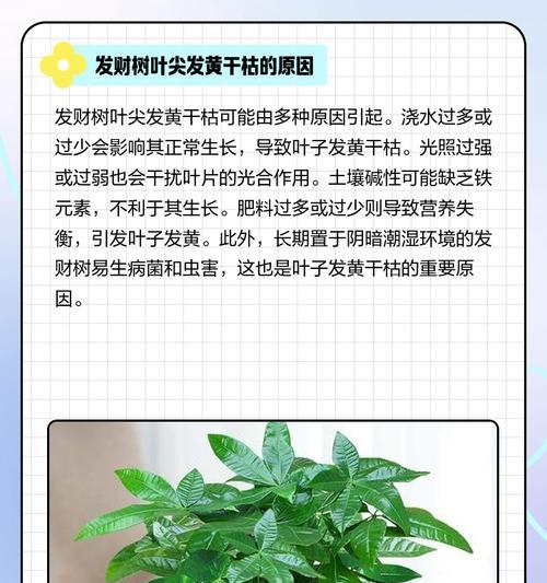 发财树叶子变黄的处理方法是什么？
