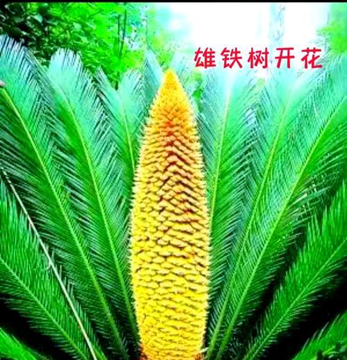 苏铁属于什么植物？它有哪些独特特征？