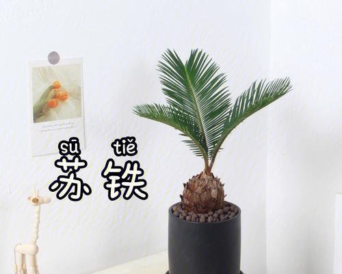 苏铁属于什么植物？它有哪些独特特征？