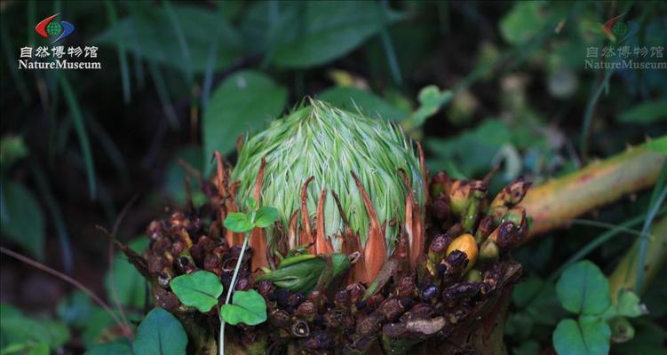 苏铁属于什么植物？它有哪些独特特征？