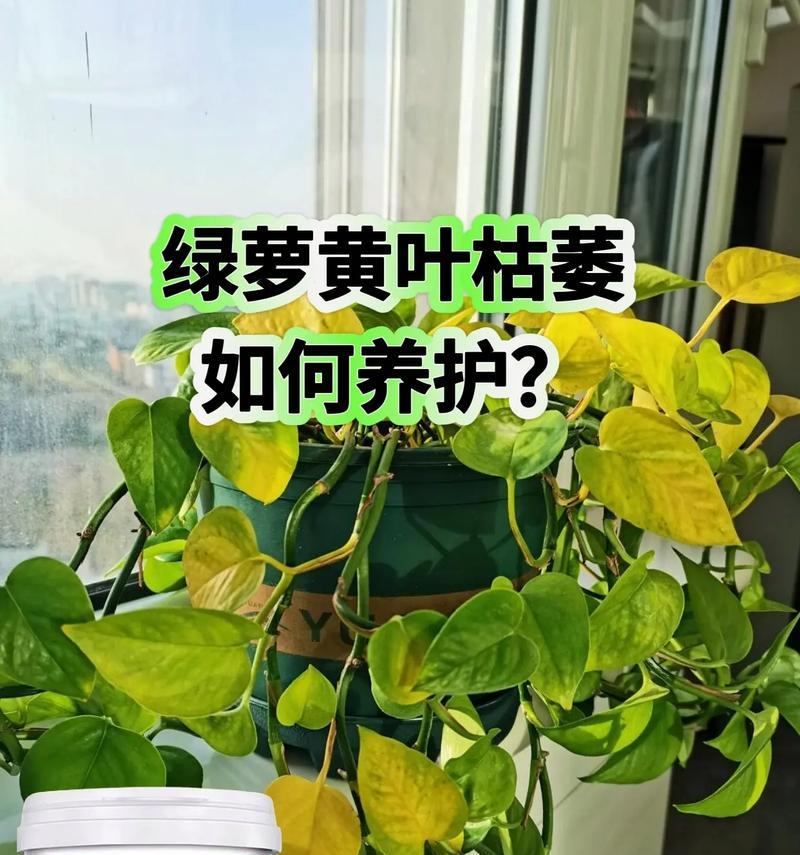 绿萝浇水过多怎么办？如何抢救过湿的绿萝？